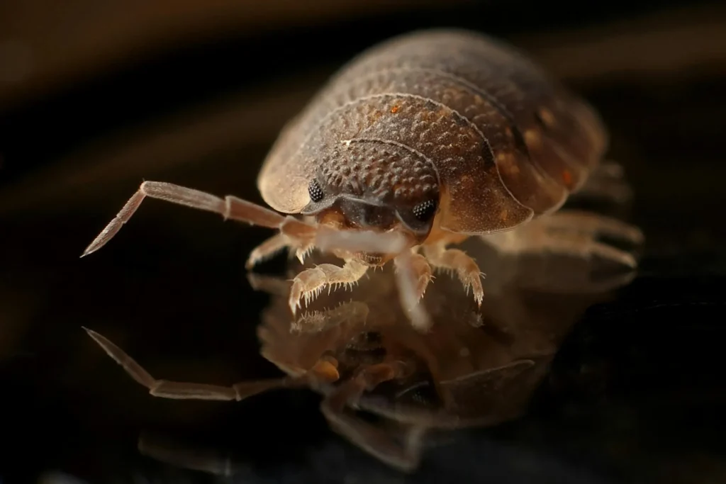 Bed-Bug-Treatment - Marlboro Pest Control Pros | Marlboro, NJ | 732-646-6660